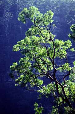 Blue Mountains, NSW, Australia, Jacek Piwowarczyk, 1993