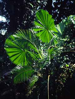 Cape Tribulation trip, Northern Queensland, Austalia, Jacek Piwowarczyk, 1993