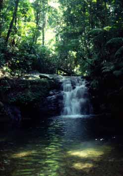 Cape Tribulation trip, Northern Queensland, Austalia, Jacek Piwowarczyk, 1993