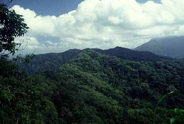 Cape Tribulation trip, Northern Queensland, Austalia, Jacek Piwowarczyk, 1993