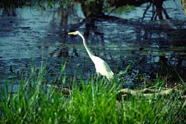 Kakadu Mational Park, Northern Territory, Australia, Jacek Piwowarczyk, 1993