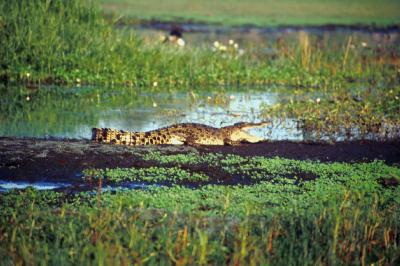 Kakadu Mational Park, Northern Territory, Australia, Jacek Piwowarczyk, 1993