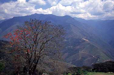 Coroiko, Yungas, Bolivia, Jacek Piwowarczyk, 1998