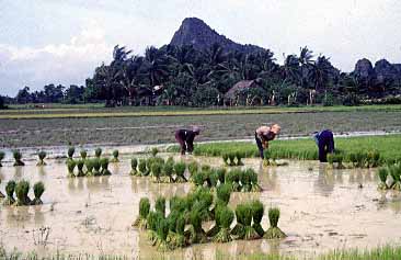 Kampong Trach, Kampot Province, Cambodia, Jacek Piwowarczyk, 1993