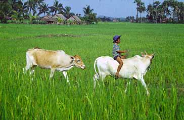 Kampong Trach, Kampot Province, Cambodia, Jacek Piwowarczyk, 1993