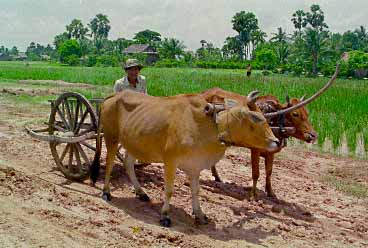 Kampong Trach, Kampot Province, Cambodia, Jacek Piwowarczyk, 1993