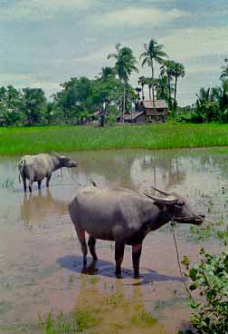 Kampot, Cambodia, Jacek Piwowarczyk, 1993