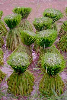 Kampong Trach, Kampot Province, Cambodia, Jacek Piwowarczyk, 1993