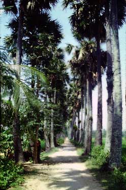 Kampong Trach, Kampot Province, Cambodia, Jacek Piwowarczyk, 1993