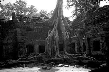 Ta Phrom, Cambodia, Jacek Piwowarczyk, 2000