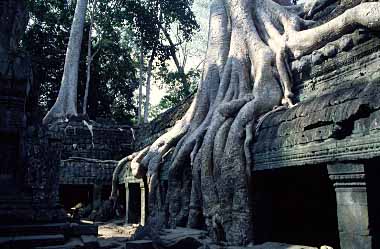 Ta Phrom, Cambodia, JAcek Piwowarczyk, 2000