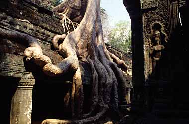 Ta Phrom, Cambodia, JAcek Piwowarczyk, 2000