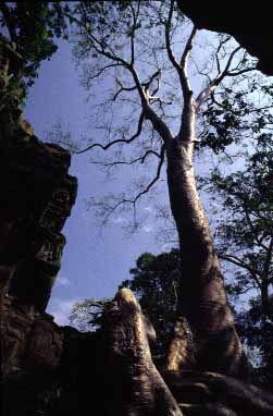 Ta Phrom, Cambodia, JAcek Piwowarczyk, 2000