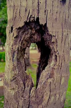 Tonle Bati, Cambodia, Jacek Piwowarczyk 1993