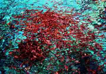 Five Flowers Lake, Jhiuzhaigo, China, Jacek Piwowarczyk, 1998
