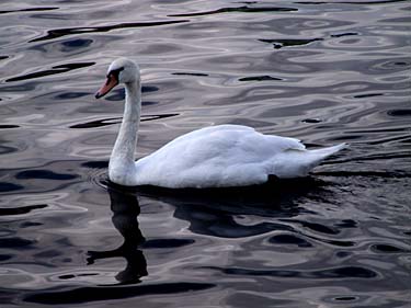 Along Vltava River, Prague, Czech Republic, Jacek Piwowarczyk, 2008