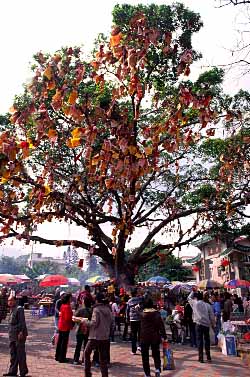 Lam Tsuen Wish Tree, Tai Po Market Area, New Territories, Hong Kong, China, Jacek Piwowarczyk, 2003