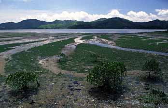 Plover Cove, New Territories, Jacek Piwowarczyk 2003