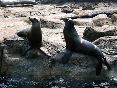 Ocean park, Hong Kong, China, Jacek Piwowarczyk 2004