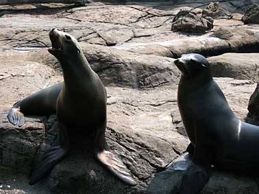 Ocean park, Hong Kong, China, Jacek Piwowarczyk 2004