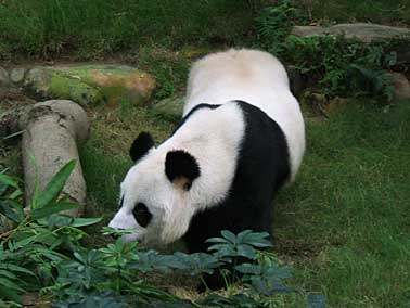 Ocean park, Hong Kong, China, Jacek Piwowarczyk 2004