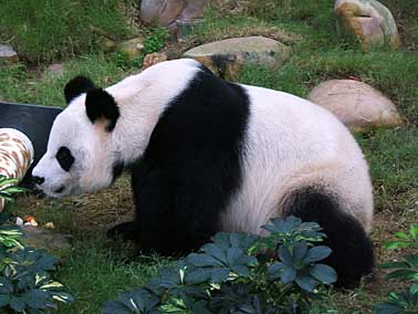 Ocean park, Hong Kong, China, Jacek Piwowarczyk 2004