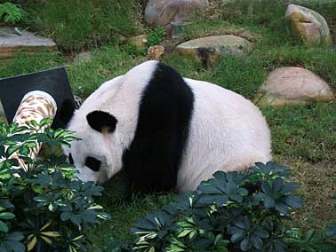 Ocean park, Hong Kong, China, Jacek Piwowarczyk 2004