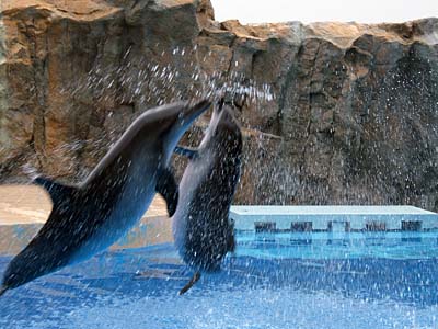 Ocean park, Hong Kong, China, Jacek Piwowarczyk 2004