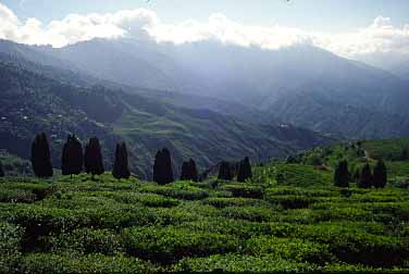 Darjeeling, India, Jacek Piwowarczyk, 1996