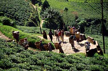 Darjeeling, India, Jacek Piwowarczyk, 1996