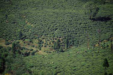 Darjeeling, India, Jacek Piwowarczyk, 1996