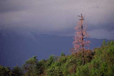 Gangtok, Sikkim, India, Jacek Piwowarczyk, 1996