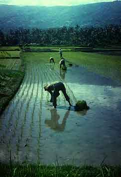 Bali, Indonesia, Jacek Piwowarczyk, 1993