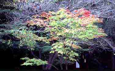 Ch'angdokkung Palace, Seoul, South Korea, 1999