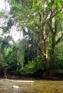 aman Negara National Park, Malaysia, Jacek Piwowarczyk, 1997 