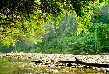 Taman Negara National Park, Malaysia, Jacek Piwowarczyk, 1997 