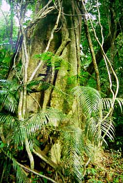 Taman Negara National Park, Malaysia, Jacek Piwowarczyk, 1997 