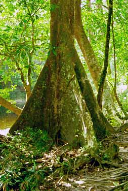 Taman Negara National Park, Malaysia, Jacek Piwowarczyk, 1997 