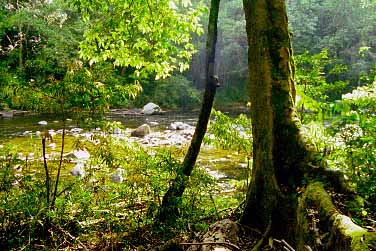 Taman Negara National Park, Malaysia, Jacek Piwowarczyk, 1997 