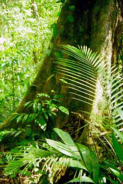 Taman Negara National Park, Malaysia, Jacek Piwowarczyk, 1997 