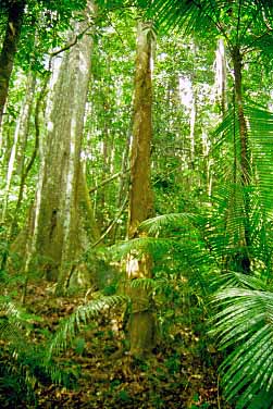 Taman Negara National Park, Malaysia, Jacek Piwowarczyk, 1997 