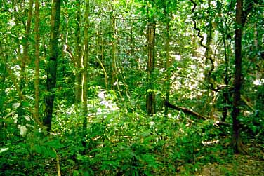 Taman Negara National Park, Malaysia, Jacek Piwowarczyk, 1997 