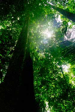 Taman Negara National Park, Malaysia, Jacek Piwowarczyk, 1997 