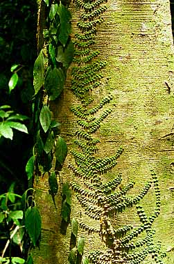 Taman Negara National Park, Malaysia, Jacek Piwowarczyk, 1997 