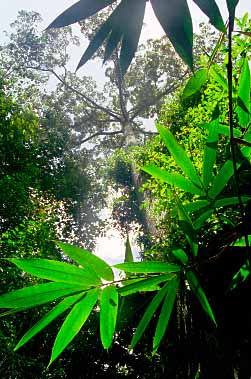 Taman Negara National Park, Malaysia, Jacek Piwowarczyk, 1997 