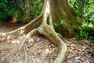 Taman Negara National Park, Malaysia, Jacek Piwowarczyk, 1997 