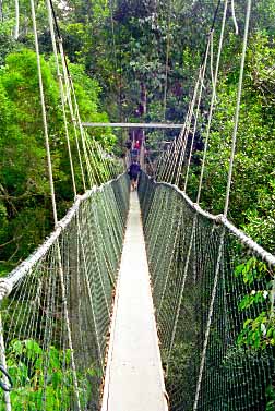 Taman Negara National Park, Malaysia, Jacek Piwowarczyk, 1997 