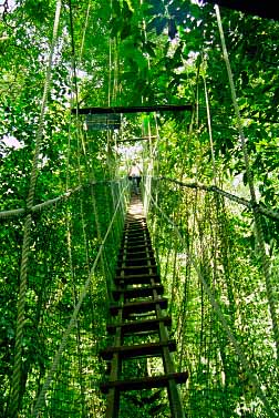 aman Negara National Park, Malaysia, Jacek Piwowarczyk, 1997 