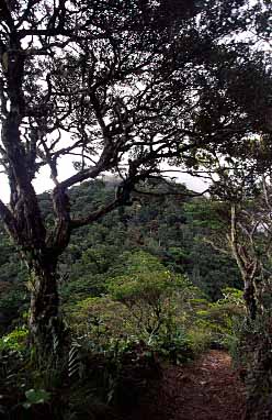 Mt. Kinabalu, Sabah, Malaysia, Jacek Piwowarczyk 2003