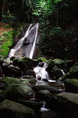 Poring Hot Springs, Sabah, Malaysia, Jacek Piwowarczyk 2003